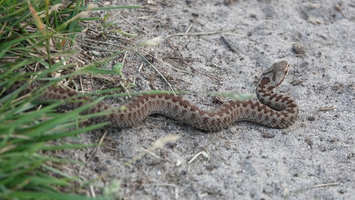 Adder