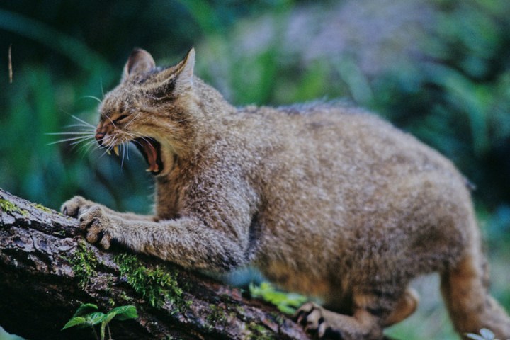 wildekat2