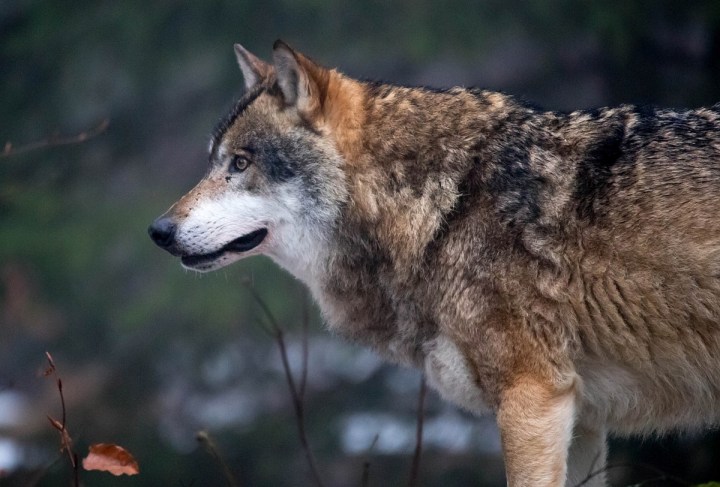 Canis lupus 77, Wolf, Saxifraga-Bart Vastenhouw