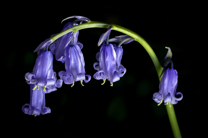 bluebell